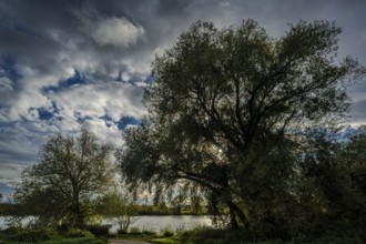 In the middle of the picture, there is a large tree on the riverbank. The sky is cloudy and the