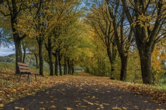 A picturesque trail with colorful autumn trees and a wooden bench. The leaves fall and cover the