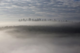 A forest floats in fog like a Fatamorgana in morning light between heaven and earth, autumn,