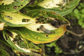 Hosta leaves damaged by Slugs, plant diseases, plant pathology