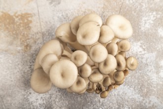 Raw Oyster mushroom, Pleurotus ostreatus on brown concrete background. Top view, flat lay,