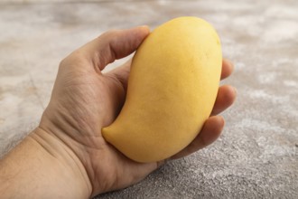 Orange mango with hand on concrete background. Side view, copy space. healthy food, minimalism