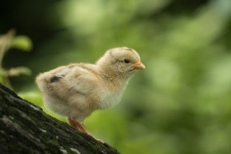 Newborn chicken standing on a tree