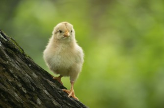 A fluffy baby chicken stands on a tree against a soft green background