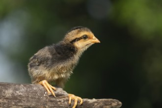 Newborn chick sitting on wood