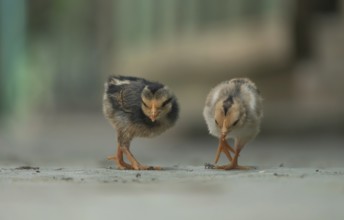 Two newborn chickens are looking for food in the yard