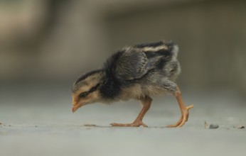 A newborn chicken is looking for food in the yard