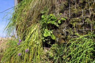 Flowering chives, allium schoenoprassum, on green living wall, vertical garden exterior facade with