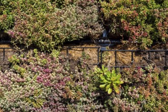 Green plants and grass growing through mesh of galvanized iron wire gabion boxes filled with soil,