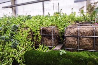 Green plants and grass growing through mesh of galvanized iron wire gabion box filled with soil,