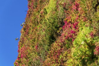 Plants on outdoor green living wall, vertical garden on modern building facade, sunny day Prague
