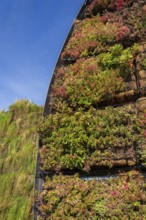 Plants on outdoor green living wall, vertical garden on modern building facade, sunny day Prague