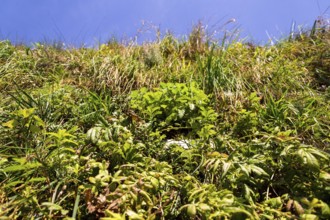 Green living wall, vertical garden exterior facade with flowers and plants on sunny summer day