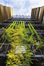 Outdoor green living wall, vertical garden on modern office building Prague Czech republic