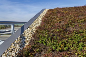 Extensive green ecological living sod roof with root zone waste water sewage treatment plant, sunny