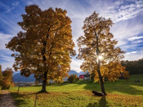 Autumn atmosphere, coloured trees in a meadow with cows, Bischofswiesen, Berchtesgadener Land,