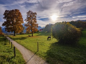 Autumn atmosphere, coloured trees in a meadow with cows, hiking trail in front, Bischofswiesen,