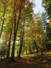 Sunlight in mixed forest, colored in autumn, Bischofswiesen, Berchtesgadener Land, Upper Bavaria,