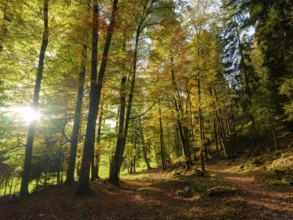 Sunlight in mixed forest, colored in autumn, Bischofswiesen, Berchtesgadener Land, Upper Bavaria,