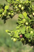 Green gooseberry fruit bush Ribes uva-crispa in garden