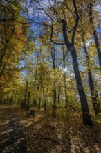 A quiet forest trail in autumn, surrounded by colorful foliage. The sun shines through the trees