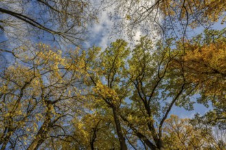 Colourful leaves hang from tall trees in autumn. The sky shows clouds and bright blue. The colors