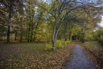 A quiet path leads through a park, surrounded by trees in autumn colors. The leaves fall gently on