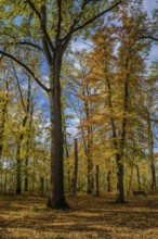 Colourful leaves fall on the ground in a quiet park. Tall trees stand under a clear sky. Autumn