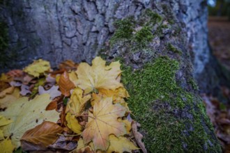 Under a large tree, there are yellow leaves on green moss. The forest shows bright autumn colors in