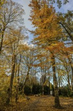 The park has tall trees with bright yellow and orange leaves. The ground is covered with fallen