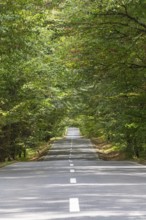 Empty road with broken line in the middle of deciduous forest, green trees alley, sunny summer day,