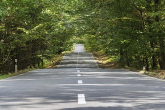 Empty road with broken line in the middle of deciduous forest, green trees alley, sunny summer day,