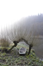 Boat under willow trees in foggy morning, shore of Luznice River, Czech Republic, peaceful