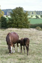 Beautiful brown foal sucking from mare horse on pasture, summer day Krivoklat Czech republic