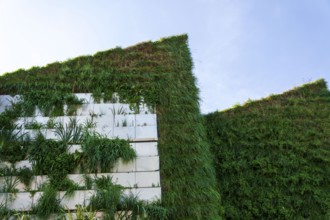 Green living wall, vertical garden exterior facade with flowers and plants on sunny summer day
