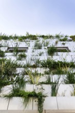 Window surrounded with root zone waste water treatment plant for greene vertical living wall,