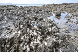 A close-up of the rugged rock at low tide shows a rich cover of fixed oysters and mussels, perfect