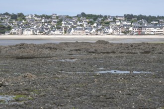 Erquy at low tide: A wide area of dark, moss-covered rock, exposed by low tide, forms the
