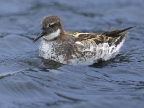 Red-necked Phalarope (Phalaropus lobatus) swims in cold arctic water, Grimsey Island, Iceland