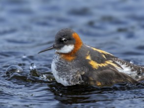 Red-necked Phalarope (Phalaropus lobatus) searching for food, Grimsey Island, Iceland