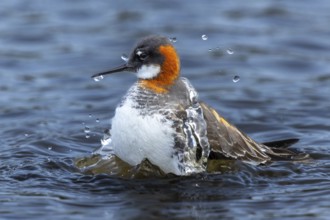 Red-necked Phalarope (Phalaropus lobatus) taking a water bath, Grimsey Island, Iceland