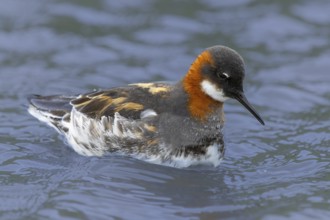 Red-necked Phalarope (Phalaropus lobatus) in breeding dress, Grimsey Island, Iceland