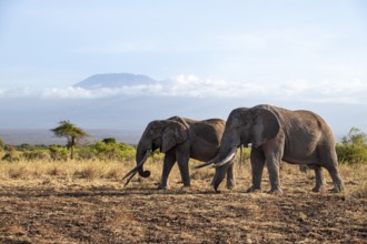 Two African elephants (Loxodonta africana) in a picturesque savanna landscape with the summit of