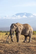 African elephant (Loxodonta africana) in picturesque savanna landscape with the summit of Mount
