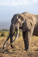 African elephant (Loxodonta africana) in picturesque savanna landscape with the summit of Mount