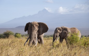 Two African elephants (Loxodonta africana) in picturesque savanna landscape with the summit of