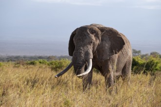 African elephant (Loxodonta africana), old male with long tusks, in the evening light, Kajiado