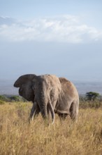 African elephant (Loxodonta africana) the famous Super Tusker elephant Craig, old male with long