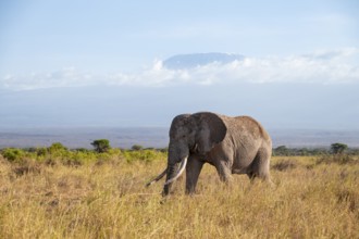 African elephant (Loxodonta africana) in picturesque savanna landscape with the summit of Mount