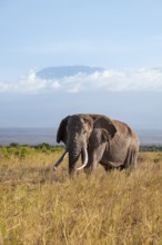 African elephant (Loxodonta africana) in picturesque savanna landscape with the summit of Mount